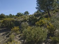 E, Granada, Albunuelas 1, Saxifraga-Willem van Kruijsbergen